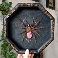 Image 1 of Electric Blue Tarantula