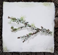 Image 2 of Watercolour Lichen Workshop 