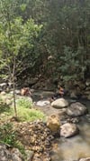 Nature Wise (Nature Play for grown ups!) - Term 2