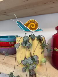 Plant Snail Ted