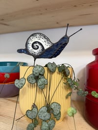 Plant snail Gomez