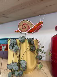 Plant snail Ruby.