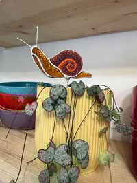 Plant snail Bob