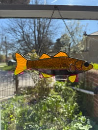 Image 2 of Orange mirror fish 