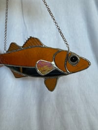 Image 3 of Orange mirror fish 