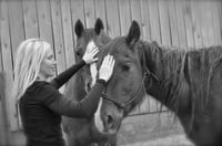 Image 1 of Hands on equine and small animal  energy work