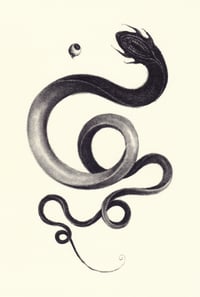 lumprey (4x5, 8x10, 11x14 inches) fine art print