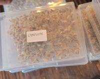 Mojave Native Seed Pack