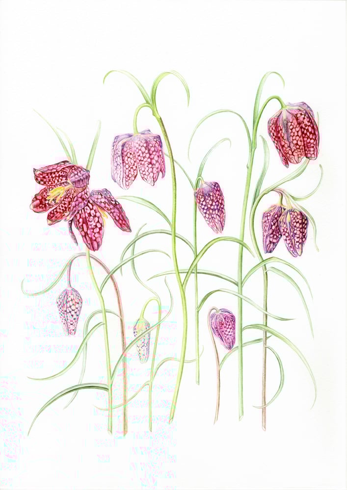 Image of Snakeshead fritillary Card