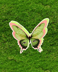 butterfly ʚїɞ
