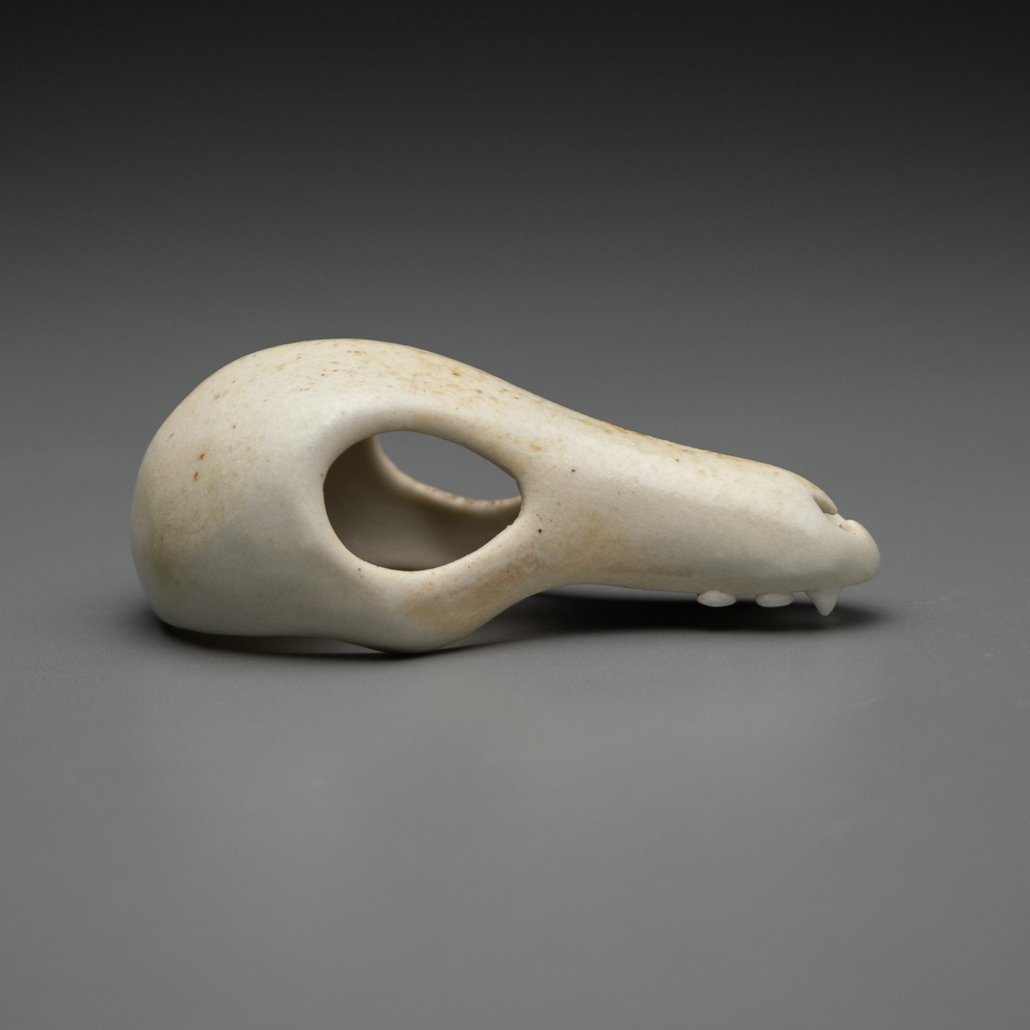 Image of Dry Bones Skull