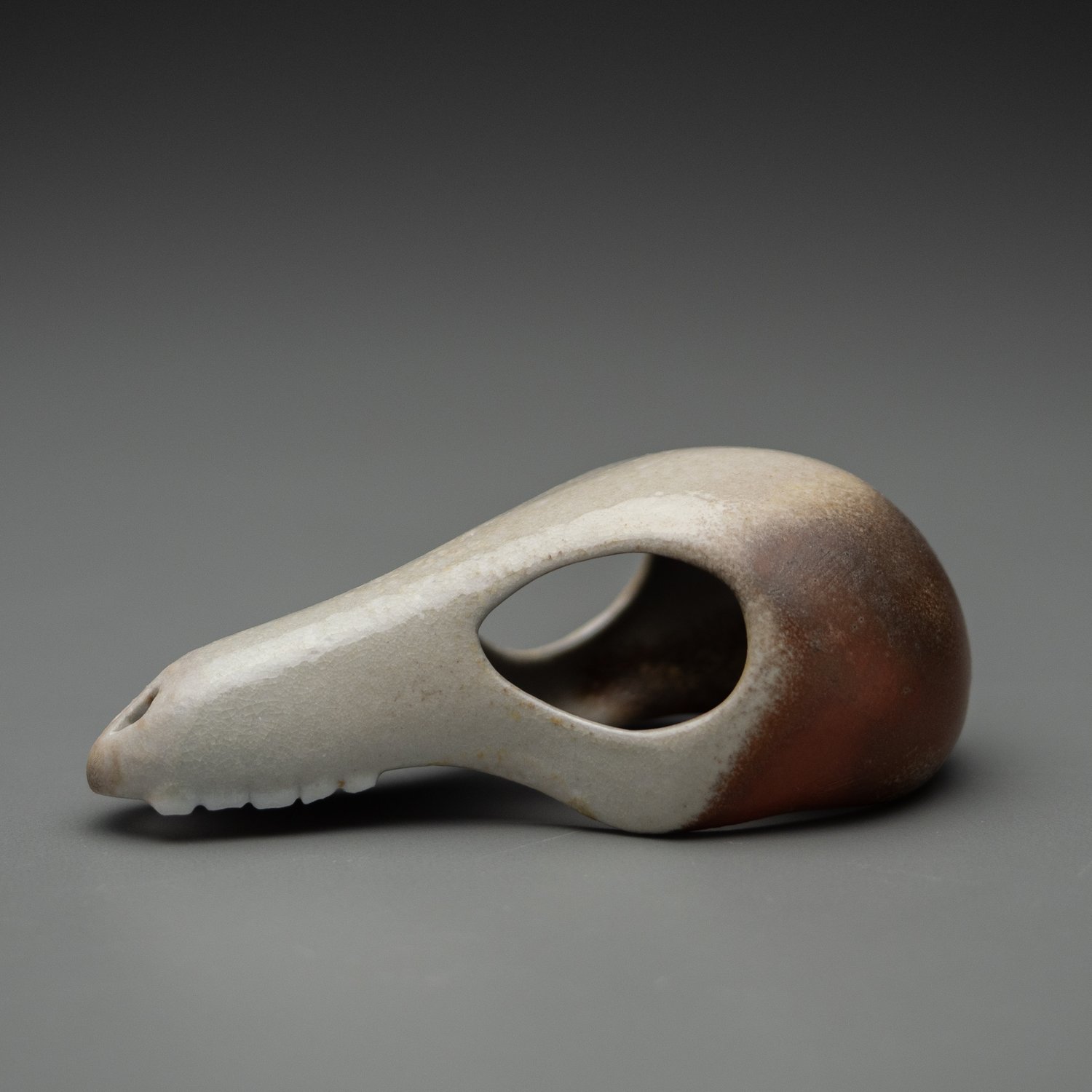 Image of Herbivore Skull