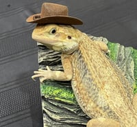Image 1 of Cowboy Hat