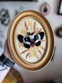 Image 1 of Eastern Buckmoth frame