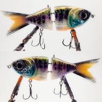 STG - ( GILL )