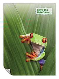 rainforest tree frog - P0001