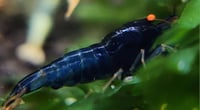 Image 3 of Orange Eye Blue Devil 