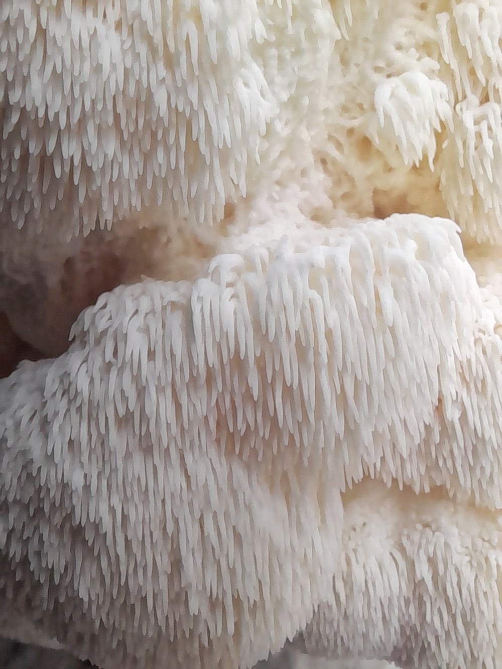 Image of Lion's Mane - Fresh 500g