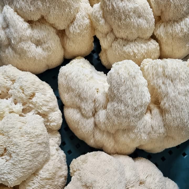 Image of Lion's Mane Grow Block