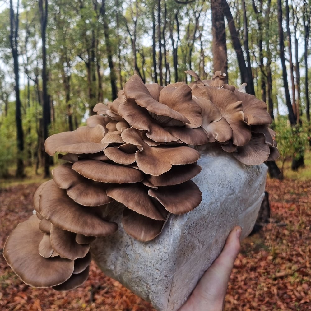 Image of Italian Oyster Grow Block