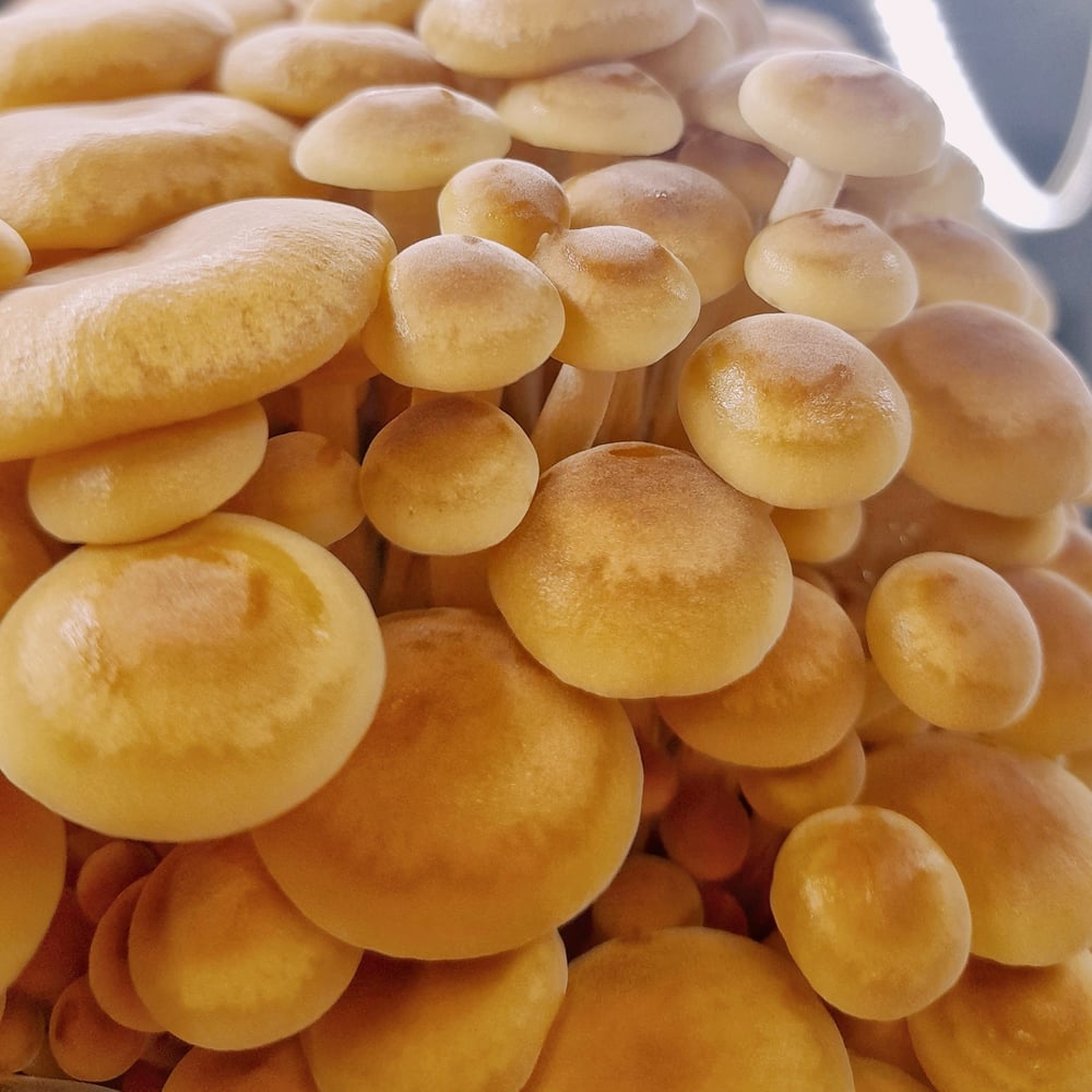 Image of Wild Enoki - Fresh 500g