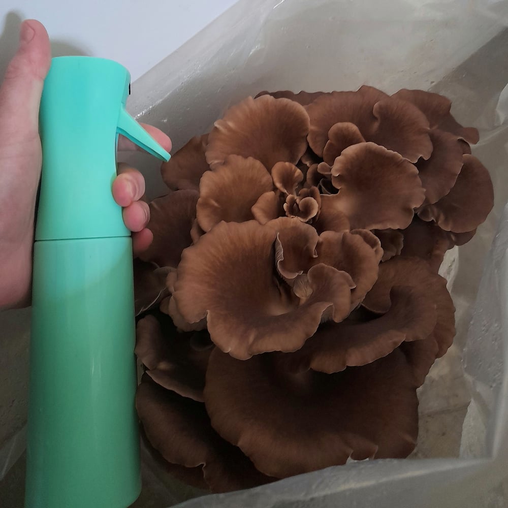 Image of Italian Oyster Grow Block