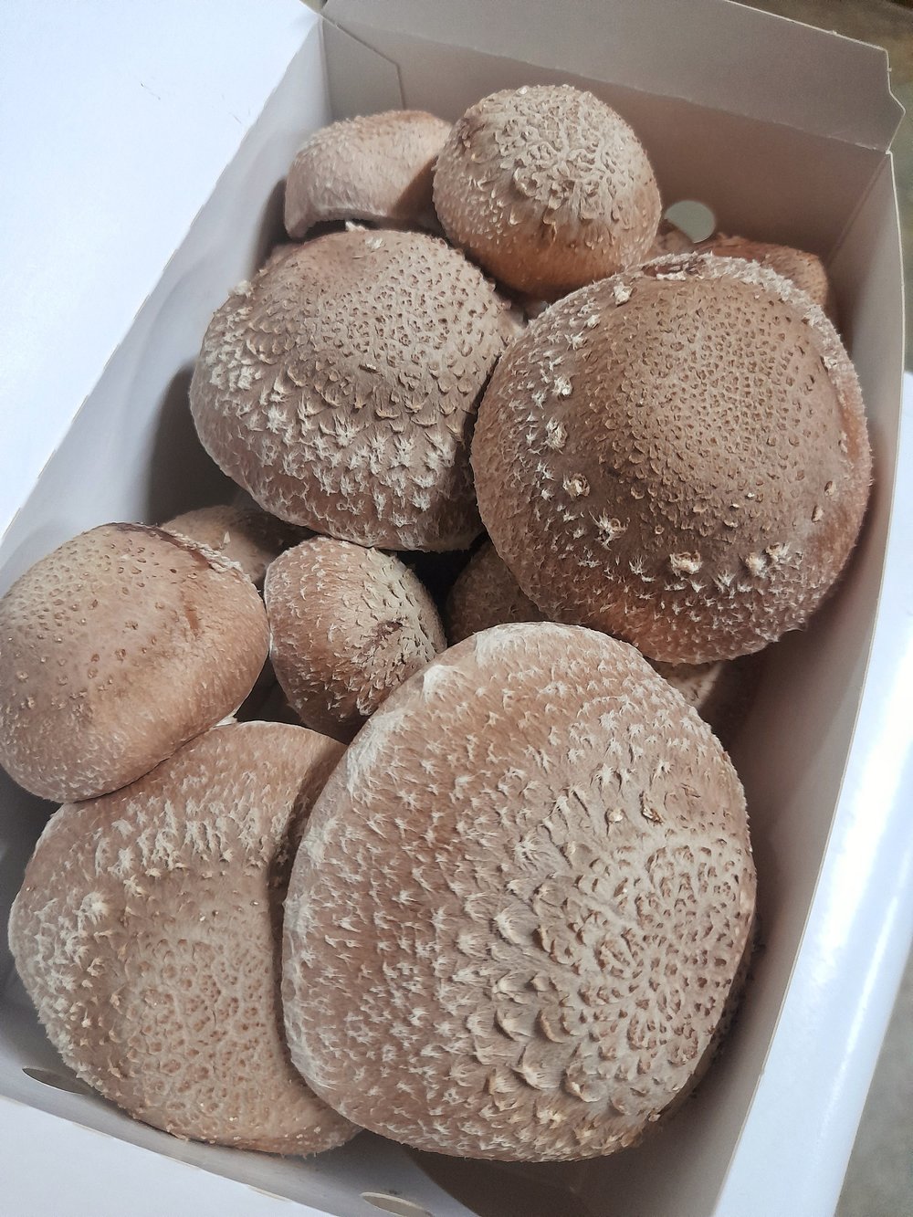 Image of Shiitake - Fresh 500g