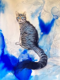"Blue Cat/1"