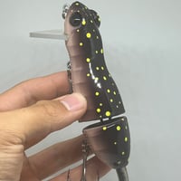 Image 2 of Silly Sally (Arboreal Salamander)