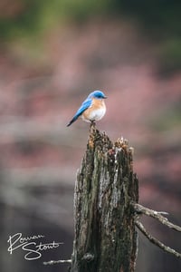 Image 2 of Eastern Bluebird