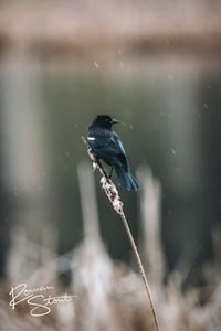 Image 2 of Red-winged Blackbird