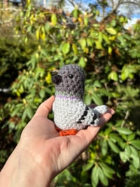 Mozzarella the Pigeon