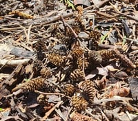 Image 1 of Alder Cone