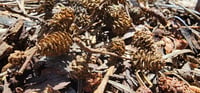Image 3 of Alder Cone