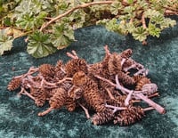 Image 2 of Alder Cone