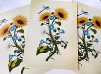 Image 1 of Sunflower Botanical Art Print