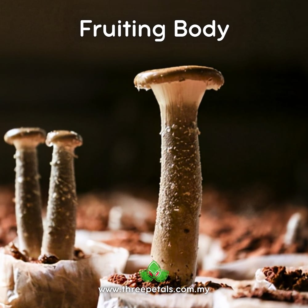 Giant Oyster Mushroom (Pleurotus Giganteus) Live Mycelium Mushroom Culture Spawn Seed