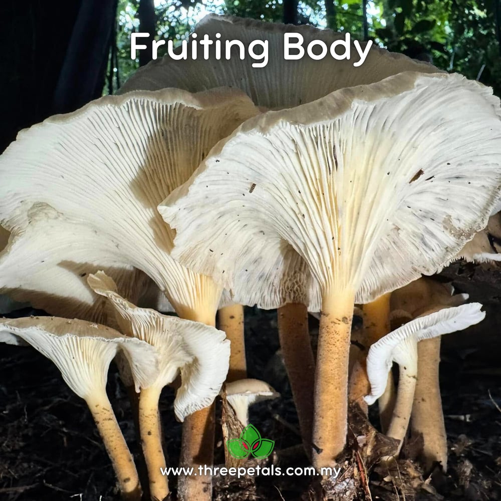 Giant Oyster Mushroom (Pleurotus Giganteus) Live Mycelium Mushroom Culture Spawn Seed
