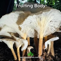 Image 4 of Giant Oyster Mushroom (Pleurotus Giganteus) Live Mycelium Mushroom Culture Spawn Seed