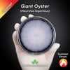 Giant Oyster Mushroom (Pleurotus Giganteus) Live Mycelium Mushroom Culture Spawn Seed