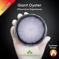 Image 1 of Giant Oyster Mushroom (Pleurotus Giganteus) Live Mycelium Mushroom Culture Spawn Seed