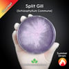 Split Gill (Schizophyllum Commune) Live Mycelium Mushroom Culture Spawn Seed