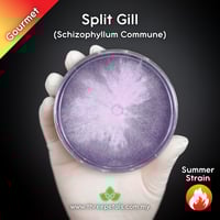 Image 1 of Split Gill (Schizophyllum Commune) Live Mycelium Mushroom Culture Spawn Seed