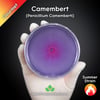 Camembert Mold (Penicillium Camemberti) Live Mycelium Mushroom Culture Spawn Seed