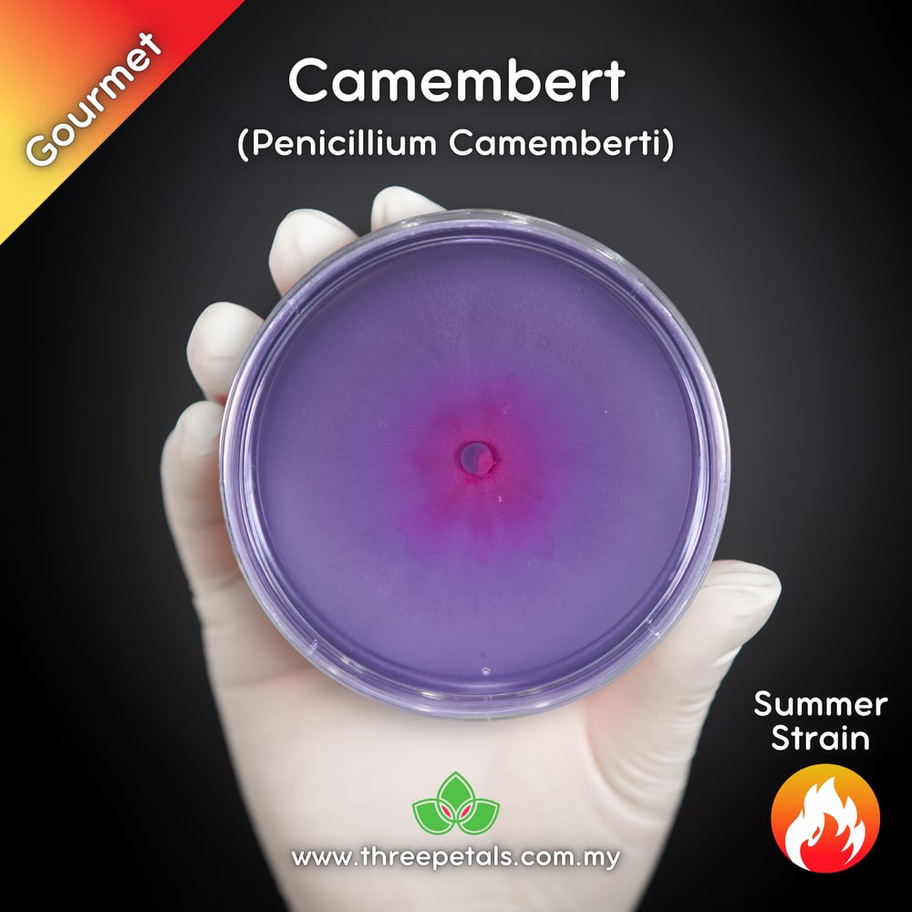 Camembert Mold (Penicillium Camemberti) Live Mycelium Mushroom Culture Spawn Seed