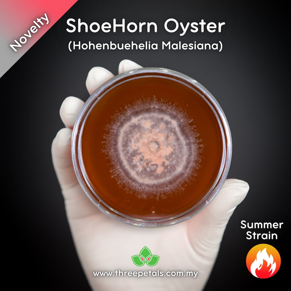 ShoeHorn Oyster (Hohenbuehelia Malesiana) Live Mycelium Mushroom Culture Spawn Seed