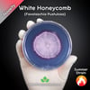 White Honeycomb (Favolaschia Pustulosa) Live Mycelium Mushroom Culture Spawn Seed