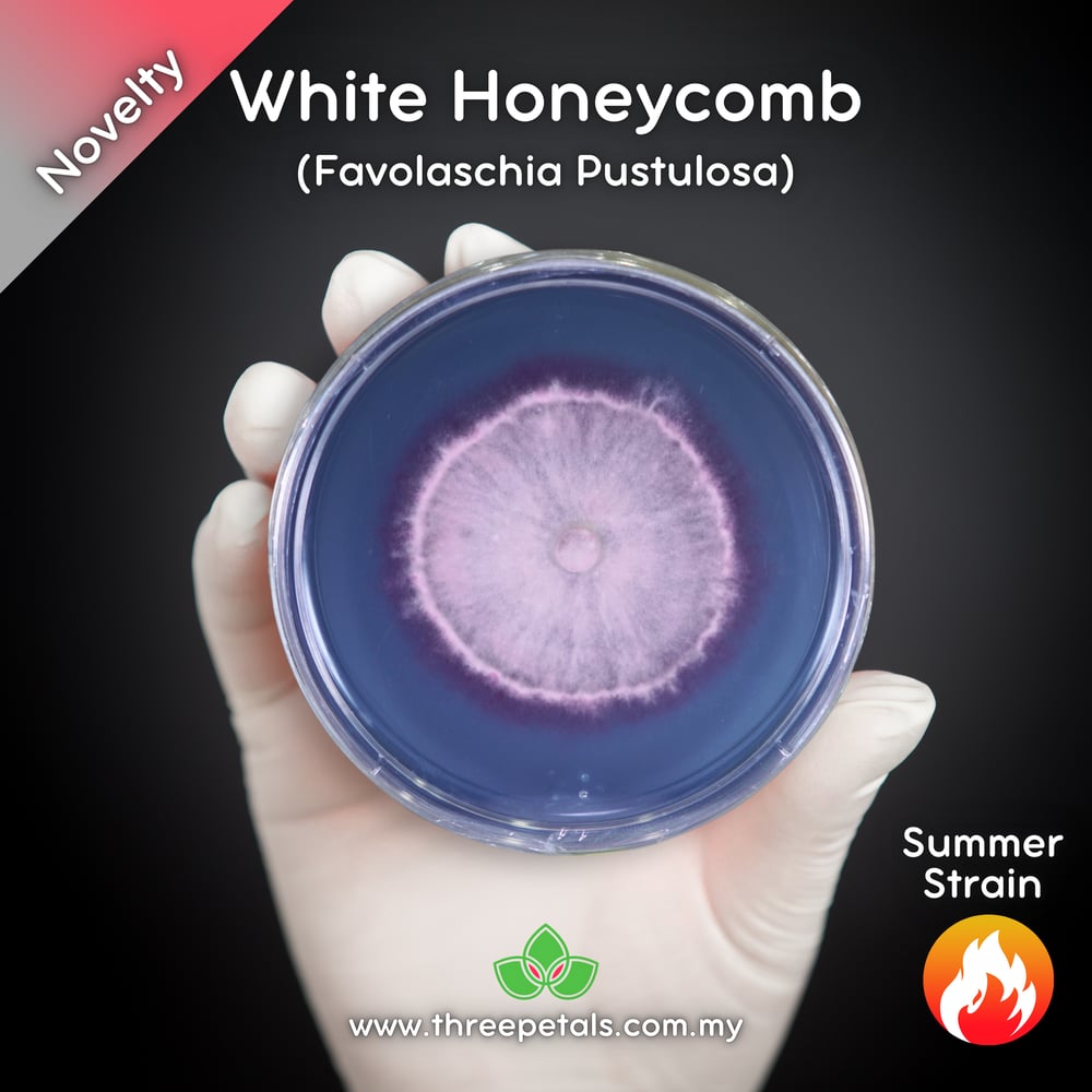 White Honeycomb (Favolaschia Pustulosa) Live Mycelium Mushroom Culture Spawn Seed