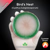 Bird's Nest (Cyathus Subglobosporum) Live Mycelium Mushroom Culture Spawn Seed