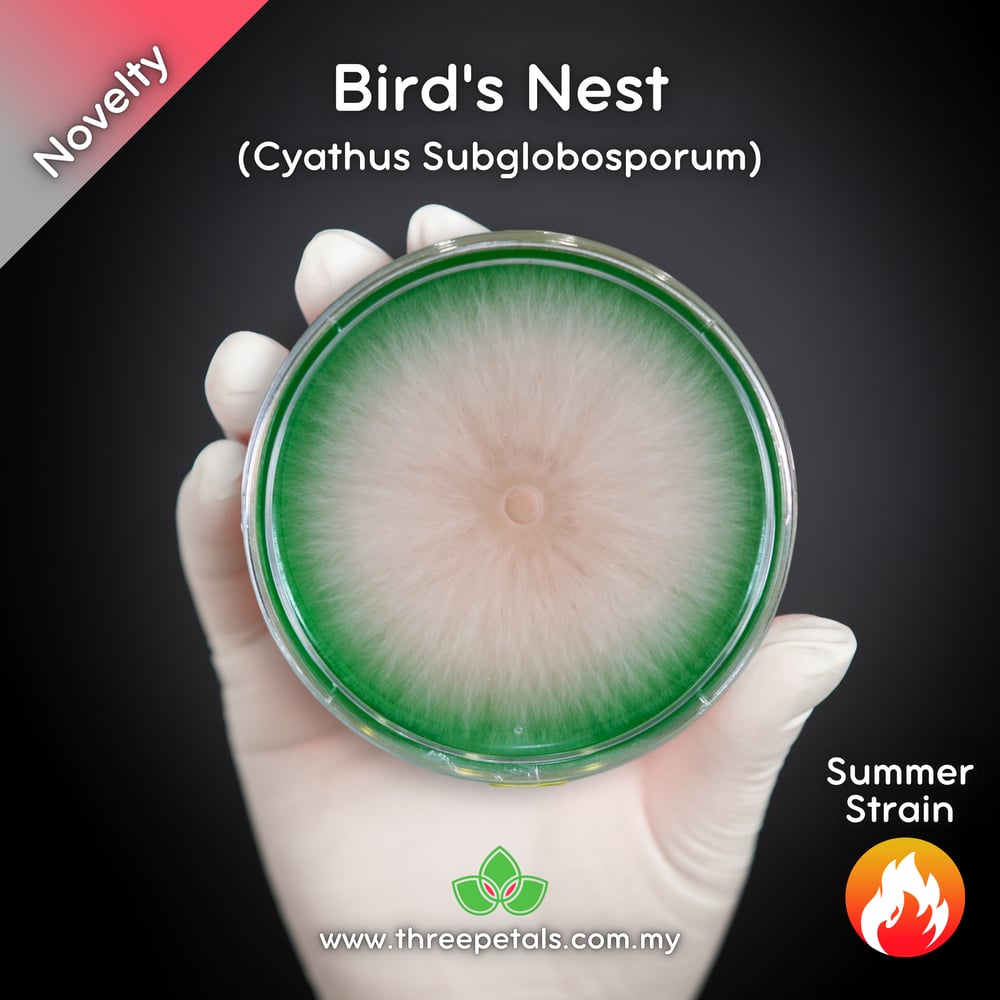 Bird's Nest (Cyathus Subglobosporum) Live Mycelium Mushroom Culture Spawn Seed